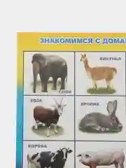Горчичный плакат Дикие животные. Домашние животные. Птицы перелетные, зимущие. России. Насекомые