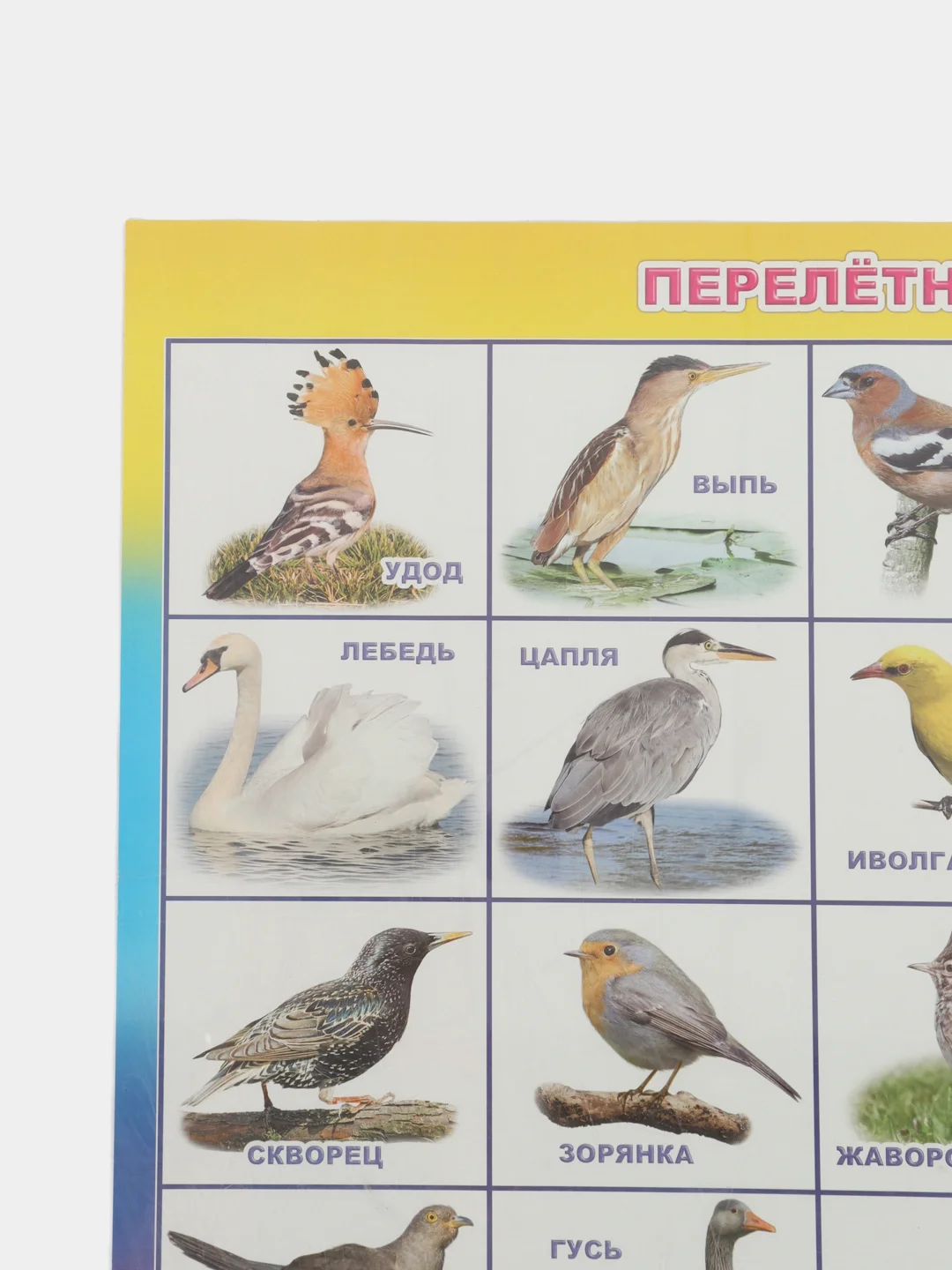 Индиго плакат Дикие животные. Домашние животные. Птицы перелетные, зимущие. России. Насекомые