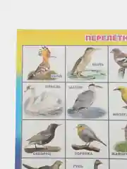 Индиго плакат Дикие животные. Домашние животные. Птицы перелетные, зимущие. России. Насекомые