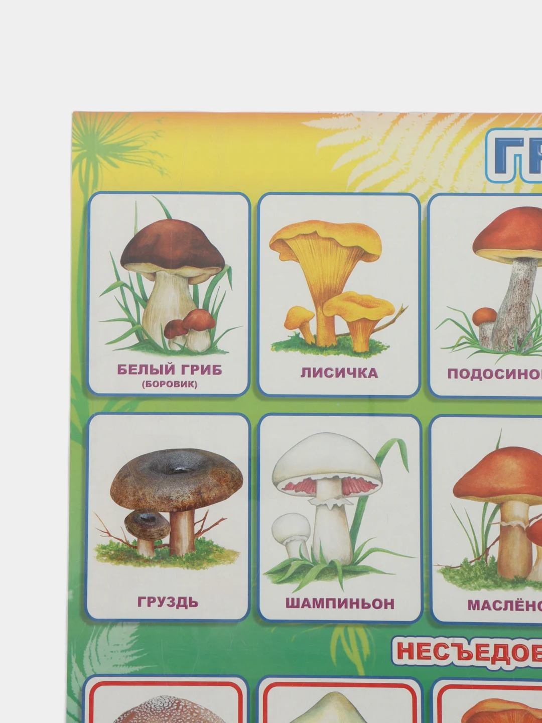 Желтый плакат Мир растений. Растения деревья, кустарники, травы, ягоды. Грибы. Овощи. Фрукты