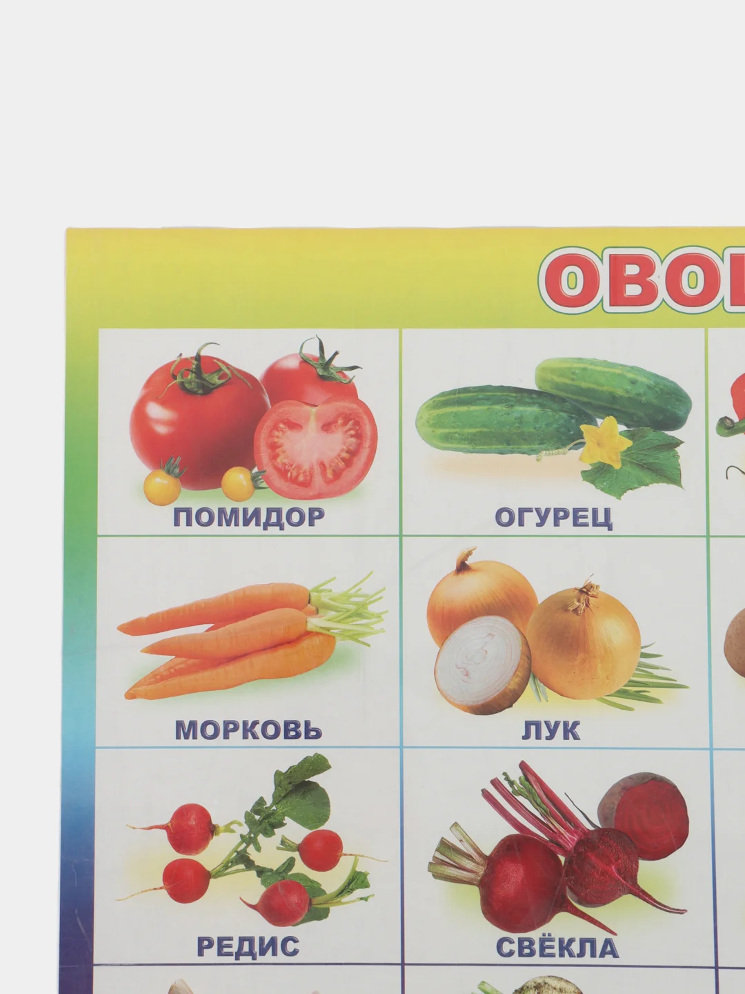 Золотой плакат Мир растений. Растения деревья, кустарники, травы, ягоды. Грибы. Овощи. Фрукты