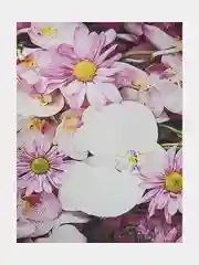 Розовый фотошторы и фототюль