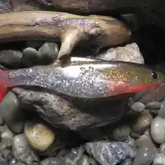 Силиконовая приманка из Сербии ORKA Shad 26 TB