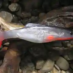 Силиконовая приманка из Сербии ORKA Shad 26 WB