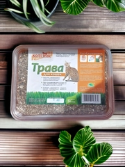 Трава для кошек