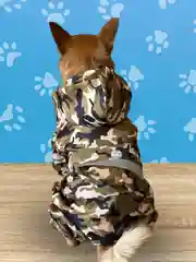 Хаки комбинезон дождевик с капюшоном для собак, 4 цвета