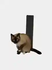 Когтеточка