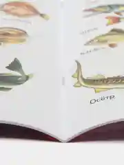 Изучаем окружающий мир для детей 5-6 лет. Е. Бортникова. Цветная рабочая тетрадь