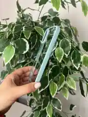 Зеленый прозрачный чехол для Apple iPhone 16 Plus / Айфон 16 + с силиконовым кантом Crystal Case