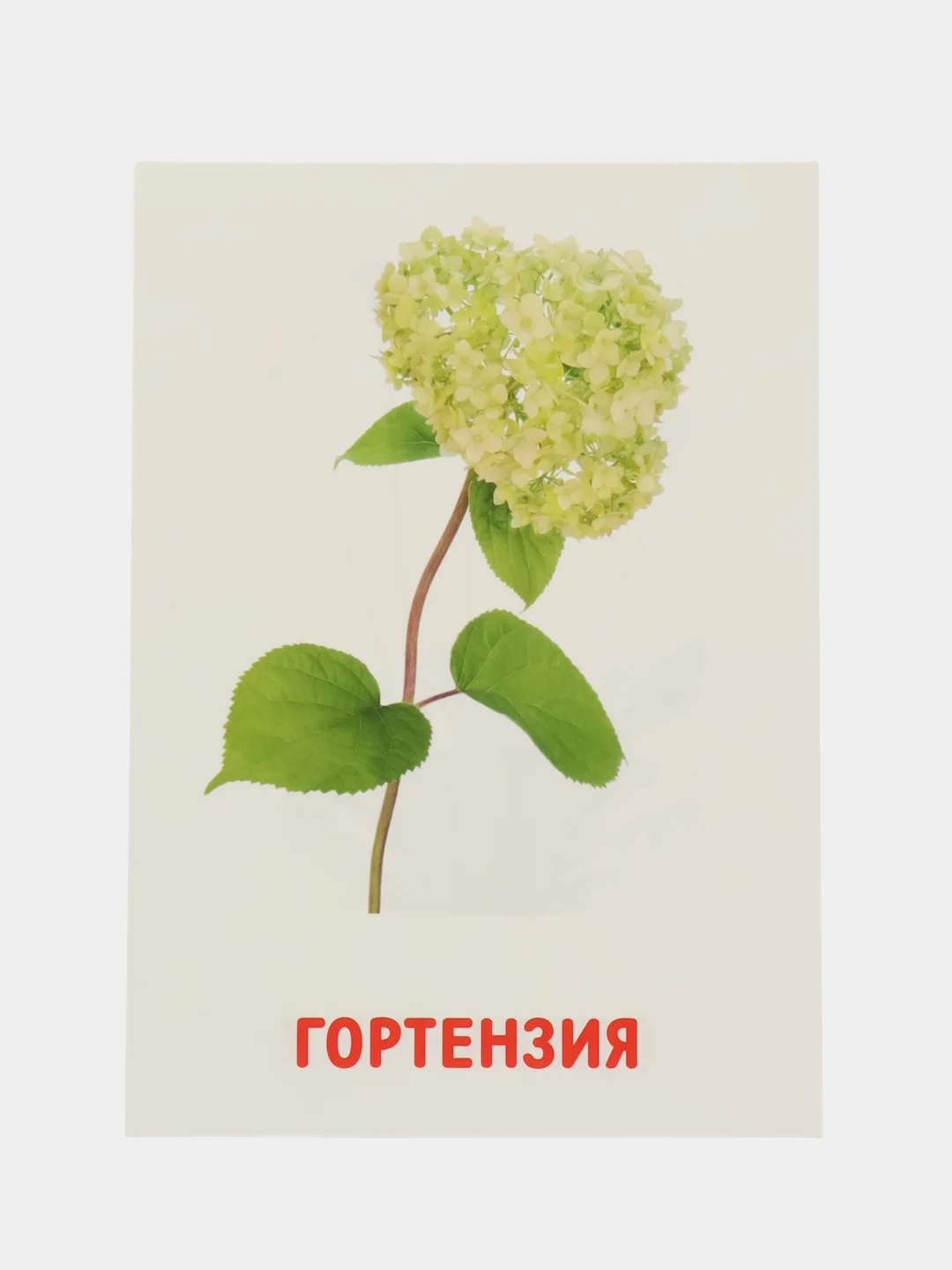 Розовый развивающие обучающие карточки по методике Г. Домана