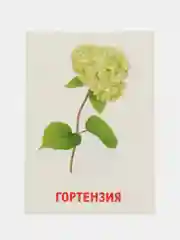 Розовый развивающие обучающие карточки по методике Г. Домана