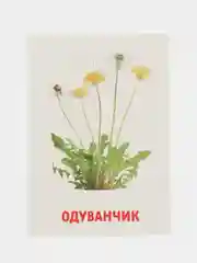 Розовый развивающие обучающие карточки по методике Г. Домана