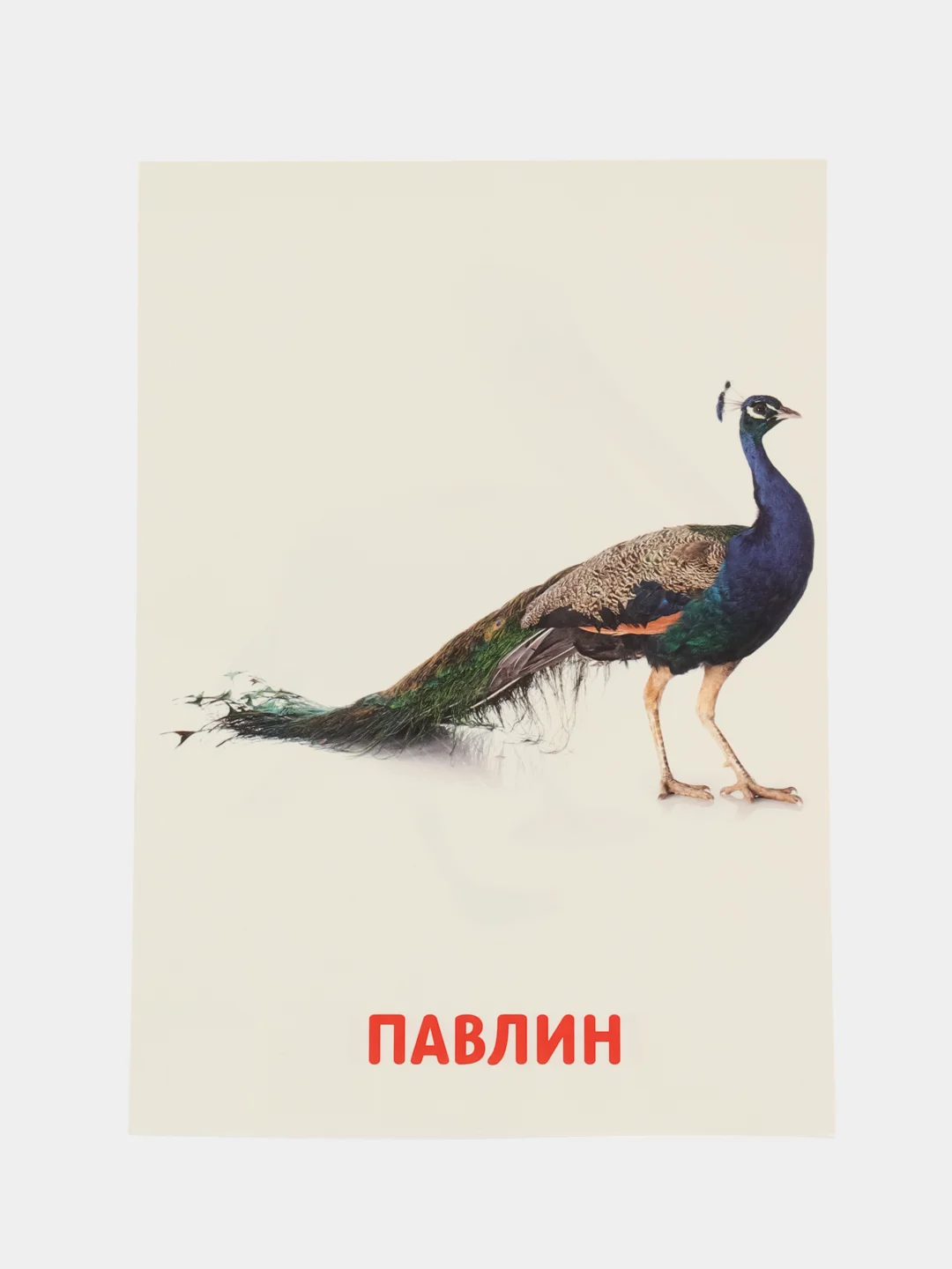 Фиолетовый развивающие обучающие карточки по методике Г. Домана