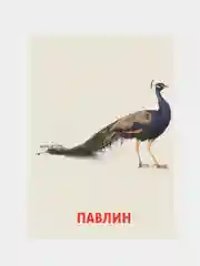 Фиолетовый развивающие обучающие карточки по методике Г. Домана