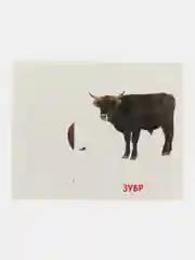 Ледяной развивающие обучающие карточки по методике Г. Домана