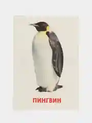 Белый развивающие обучающие карточки по методике Г. Домана