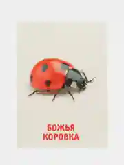 Аметистовый развивающие обучающие карточки по методике Г. Домана