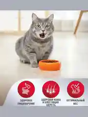 Сухой корм для кошек Зоогурман Supreme,телятина, 10 кг