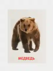Оранжевый развивающие обучающие карточки по методике Г. Домана