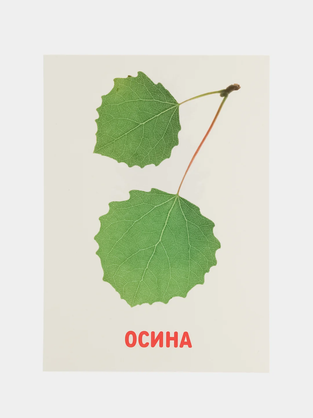 Мятный развивающие обучающие карточки по методике Г. Домана