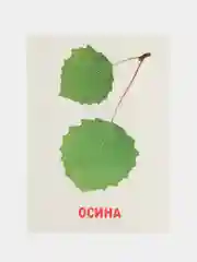 Мятный развивающие обучающие карточки по методике Г. Домана