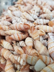Ракушки натуральные морские и океанические, ракушки на вес, декор для аквариума, 100 гр