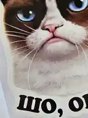 Наклейка недовольный кот шо опять