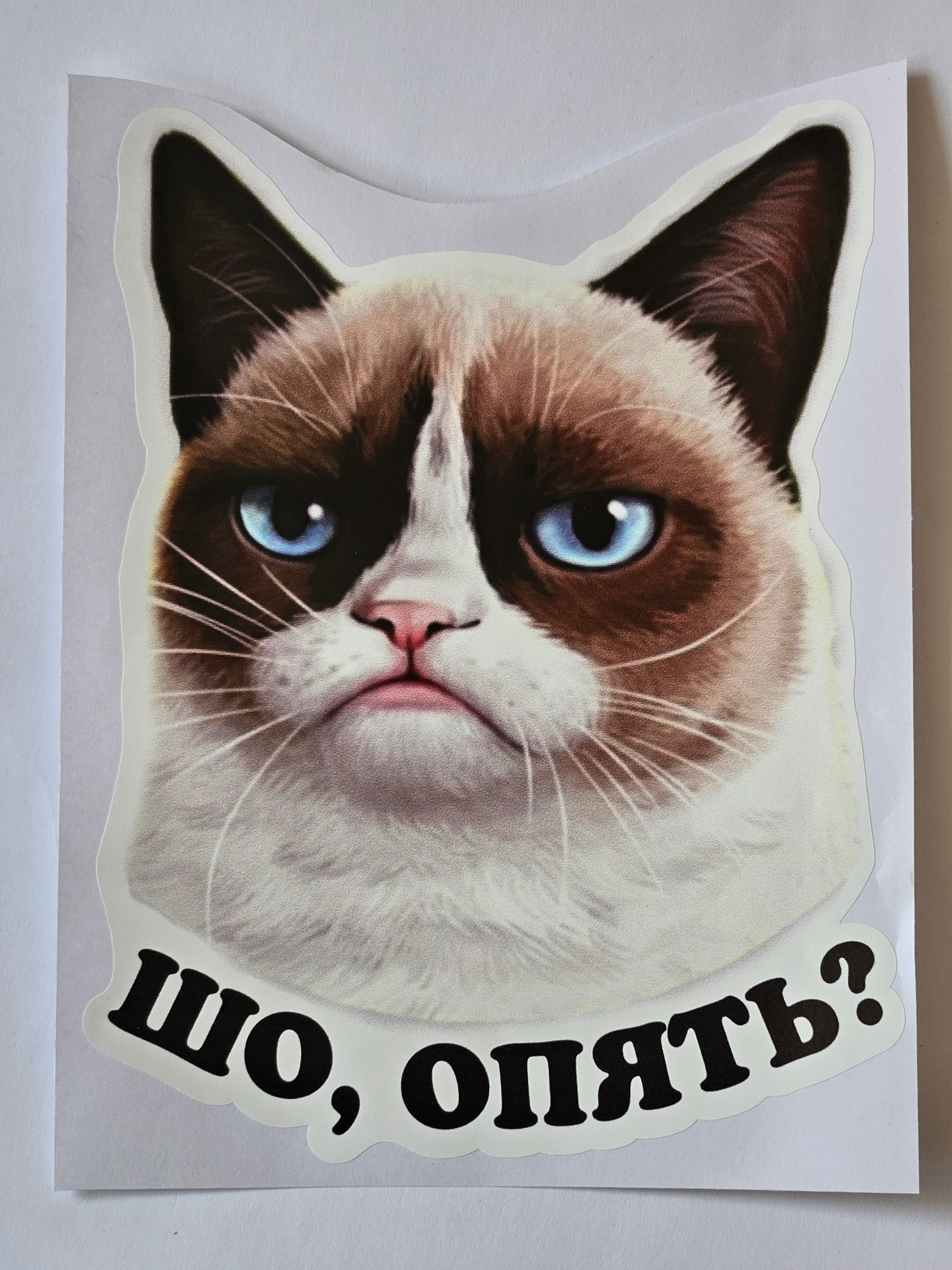 Наклейка недовольный кот шо опять
