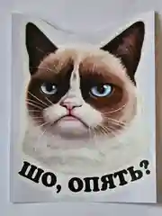 Наклейка недовольный кот шо опять
