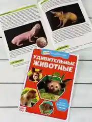 Мини энциклопедия набор 6шт Животные Звери Динозавр Акула