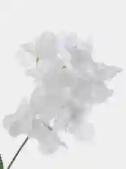 Гортензия искуственная