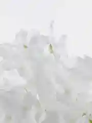 Гортензия искуственная