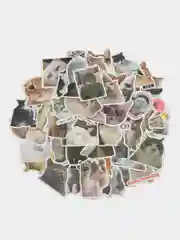Наклейки мемные коты 50 штук