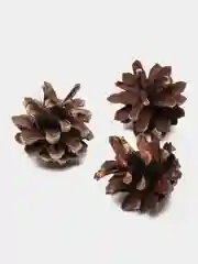 Шишки сосновые для поделок, творчества, декора, 10 шт
