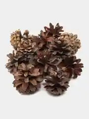 Шишки сосновые для поделок, творчества, декора, 10 шт