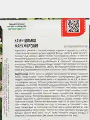 Камнеломка Манчжурская (семена,цветы)