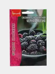 Ежевика ремонтантная Чёрная Магия (семена)