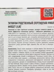 Экзакум родственный Midget Lilac (Персидская Фиалка) (семена,цветы)