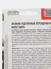 Экзакум родственный Midget White (Персидская Фиалка) (семена,цветы)