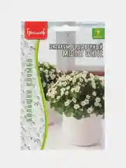 Экзакум родственный Midget White (Персидская Фиалка) (семена,цветы)