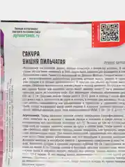Сакура Вишня пильчатая (семена,цветы)