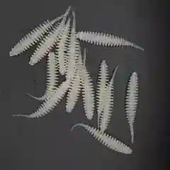 Разноцветный слаг "Танта" МВ
