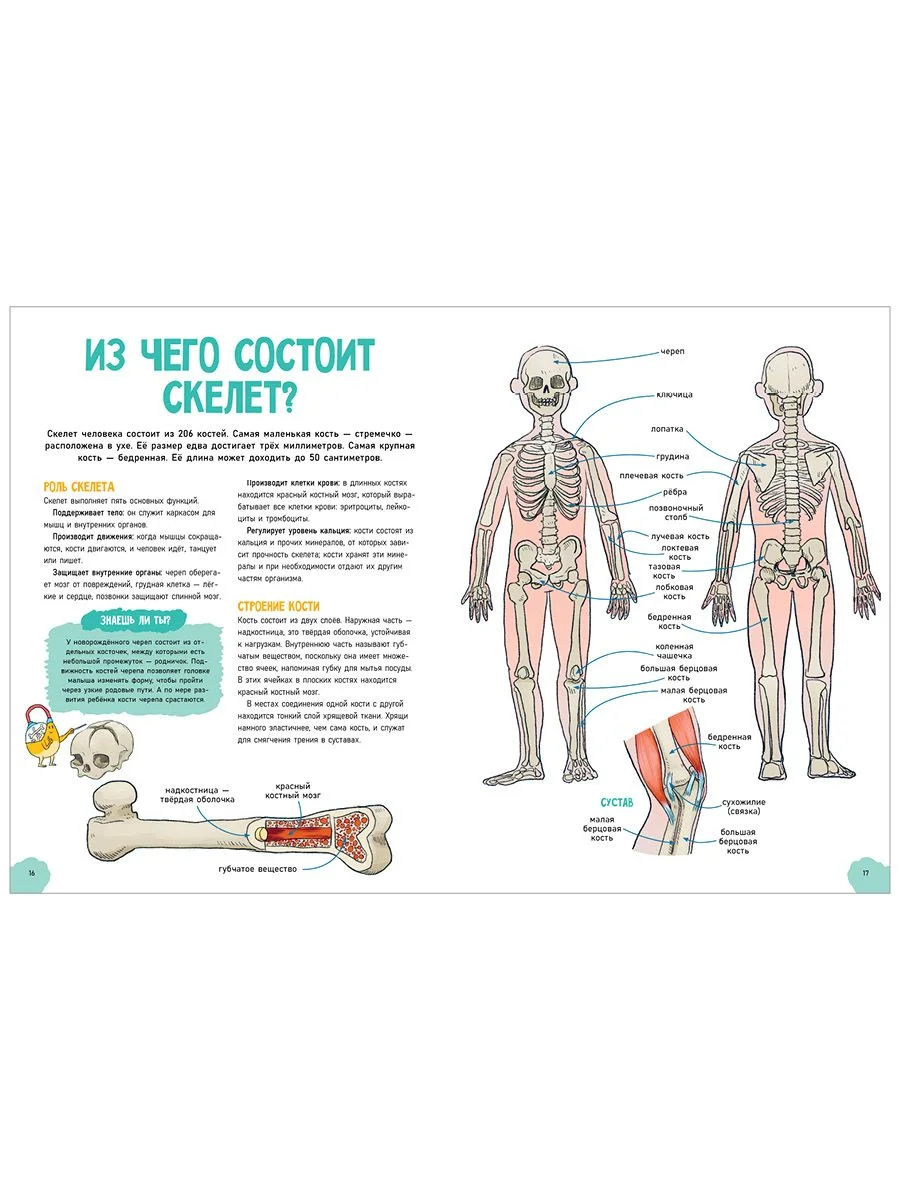 Удивительные энциклопедии. Невероятное тело человека