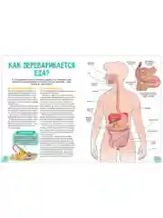 Удивительные энциклопедии. Невероятное тело человека