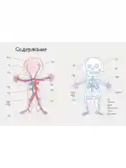 Удивительные энциклопедии. Секреты тела человека