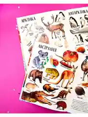 Первые книжки малыша. Приключения улитки Элли в мире животных