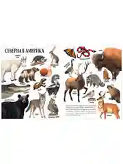 Первые книжки малыша. Приключения улитки Элли в мире животных