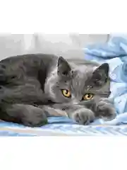 Милые глазки кошки" Картина по номерам на холсте 40х50 с подрамником "Hobby Paint"