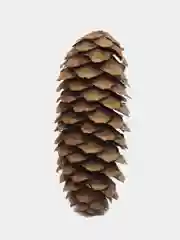 Шишки еловые, 10 штук 8-12 см
