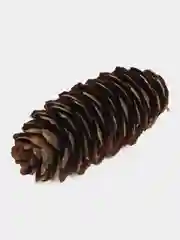 Шишки еловые, 10 штук 8-12 см